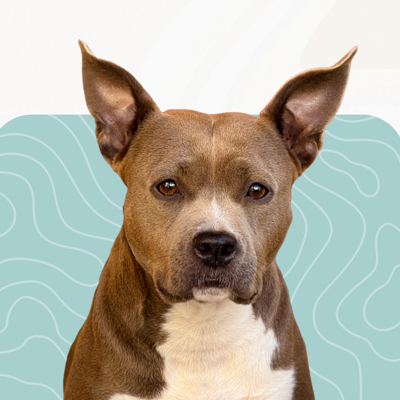 Gaia, Chief Tail Officer